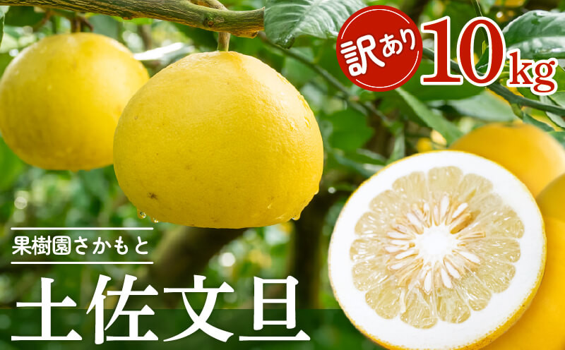 
【2025年2月より発送】 高知県産 土佐文旦 家庭用 訳あり 10kg 大小混合品 土佐 文旦 ぶんたん ブンタン 時期 人気 旬 柑橘 フルーツ 果物 国産 ブランド ビタミン 生産者 産地 高知 須崎 KJS005-x
