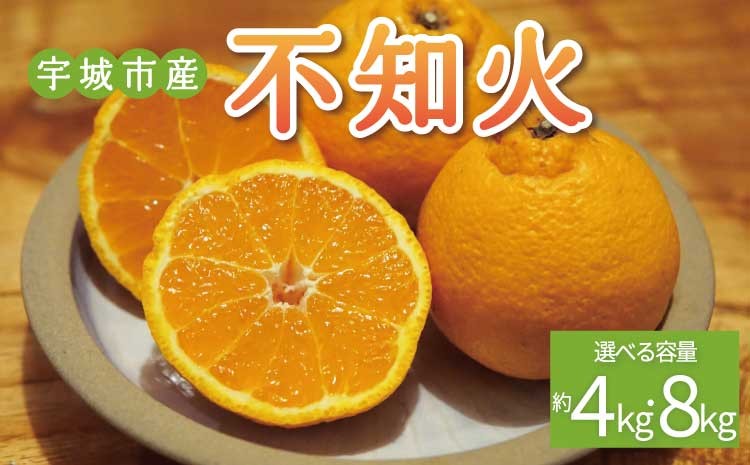 
                  先行予約 不知火 【選べる容量】 約4kg (15玉前後) または 約8kg (25玉前後)【2026年2月上旬から3月下旬発送予定】 しらぬい みかん ミカン 蜜柑 フルーツ 果物 くだもの 熊本県産 九州産 国産 送料無料 ひでみかん
                