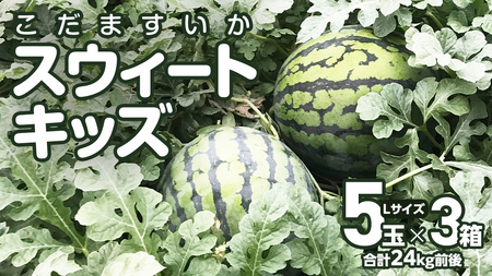 【 地下水100％栽培 】 こだますいか 「 スウィートキッズ 」 5個入り × 3箱 令和7年産 先行予約 スウィートキッズ すいか スイカ 小玉スイカ こだまスイカ 西瓜 フルーツ 果物 [DU023ci]