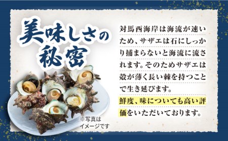 対馬産 活サザエ 刺身 100g×2本《対馬市》【保家商事】 さざえ サザエ 刺し身 海鮮 魚貝 貝 海産物 [WAA008]  サザエ さざえ 刺し身 刺身 海鮮 貝 魚貝 海産物  コダワリサザエ