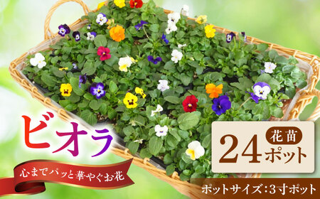 【10月末より順次発送】 生産者直送！ ビオラ 花苗 24ポットセット / 瑞浪市 中山園芸 苗 花 お花 生花 フラワー ガーデニング[AZDC010]