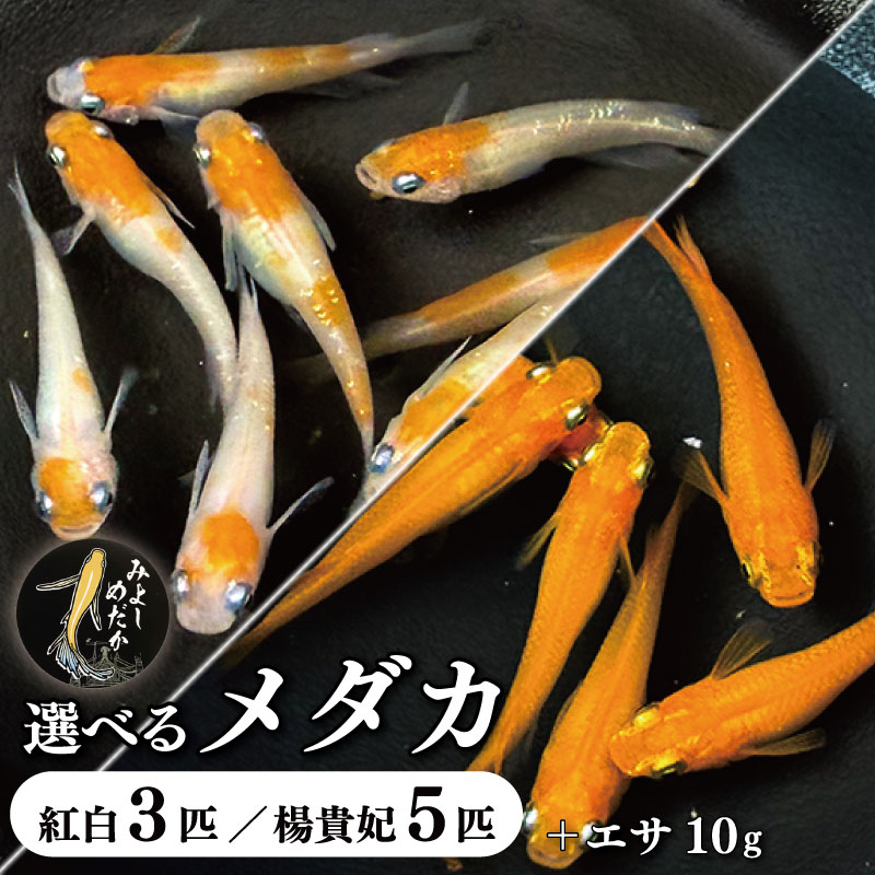 【ふるさと納税】 めだか 紅白 楊貴妃 3匹 5匹 死着補償 +1匹 エサ付き 紅白メダカ 楊貴妃メダカ 魚 生体 観賞用 ペット 観賞魚 かわいい 母の日 父の日 プレゼント ギフト 贈り物 贈答 徳島県 三好市 みよしめだか