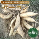 【ふるさと納税】 ヤーコン 6kg 【 ふるさと納税 人気 おすすめ ランキング 野菜 ヤーコン 6kg 無農薬 北海道 置戸町 送料無料 】 OTE002