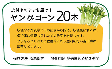 【先行予約2025年12月-2026年4月】 1番遅くて1番早い_ 朝採れプレミアムヤングコーンを皮付きのまま20本お届け!!