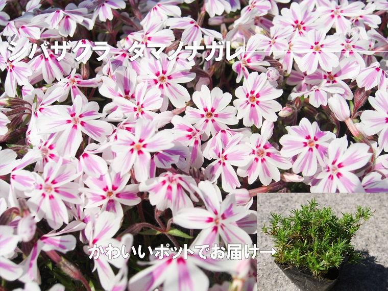 BS159_シバザクラ　タマノナガレ20個 花 苗 植物 家庭菜園 花壇 プランター ガーデニング 芝桜／みやき町