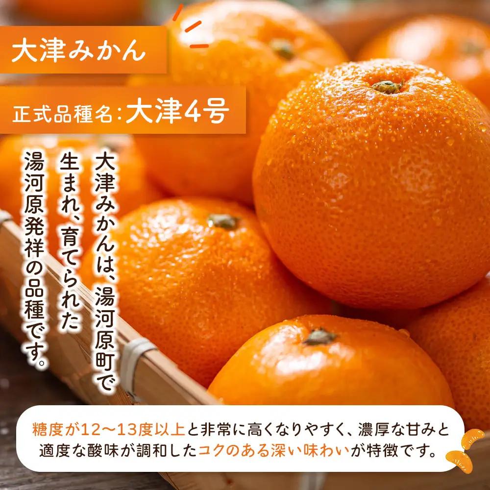 大津みかん10kg | 湯河原町 湯河原発祥 みかん 柑橘 旬 大津4号 10kg フルーツ