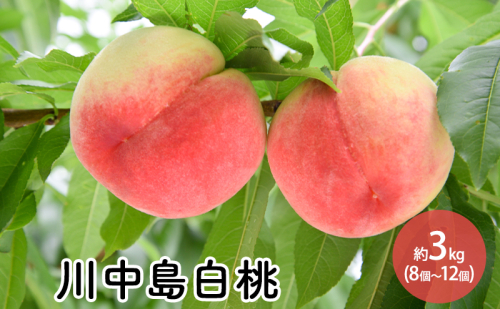 川中島白桃約3kg（8個～12個）