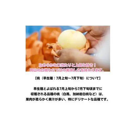 白桃 3玉 約800g 岡山県産 【先行予約 2026年7月上旬から順次発送】