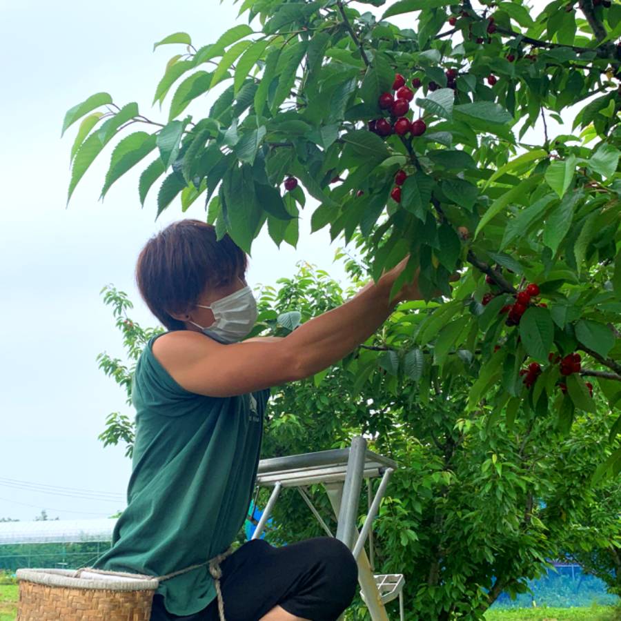 ＜アンスリーファーム＞山形県産　さくらんぼ　佐藤錦　特秀品/手詰1段　2Lサイズ　300g