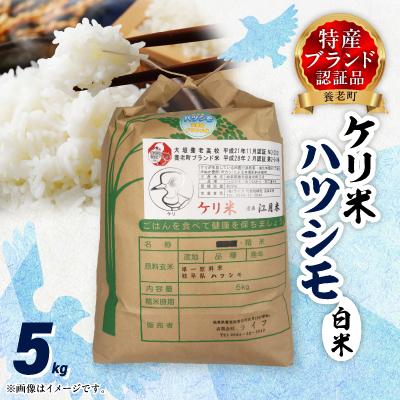 ふるさと納税 養老町 令和7年岐阜県養老産ケリ米ハツシモ　白米5kg