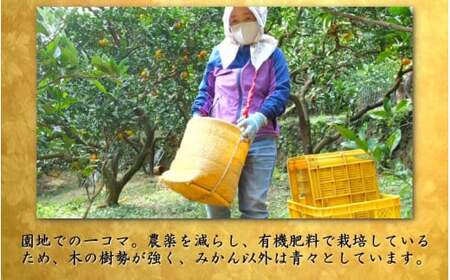 鹿蔵 プレミアム 有田みかん ( ゆら早生 ) 1kg+250g（傷み補償分） 光センサー 選果　※北海道・沖縄・離島への配送不可 / 温州 みかん 厳選 柑橘 果物 フルーツ 和歌山 【ikd003