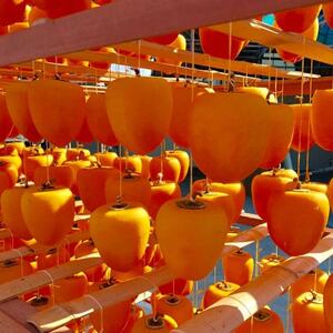 【冷凍】先代から受け継ぐヤマシタの『あんぽ柿』1kg詰【配送不可地域：離島】【1705278】