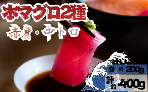 【9月上旬から順次発送】本マグロ 赤身 中トロ 各1柵 セット