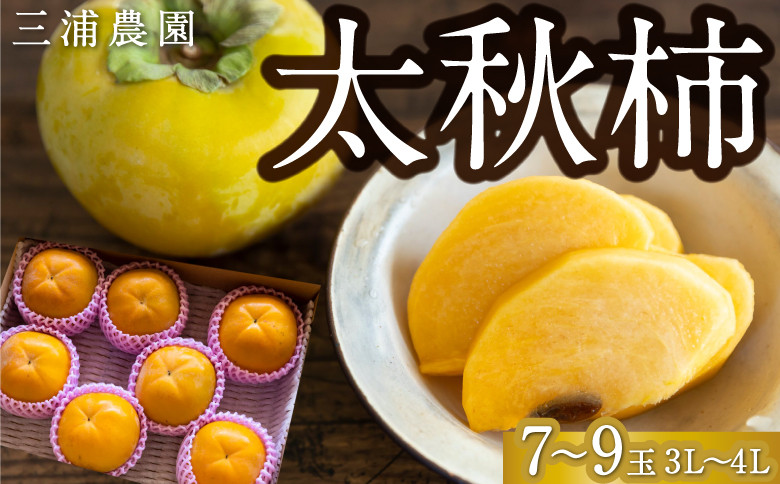 
            【先行予約】 三浦農園 太秋柿 7玉から9玉 （3Lから4L） 【2025年10月上旬から10月下旬 出荷予定】 柿 かき カキ 太秋 たいしゅう 完全甘柿 果物 くだもの フルーツ 果実 ジューシー お取り寄せ 福岡県 うきは市
          
