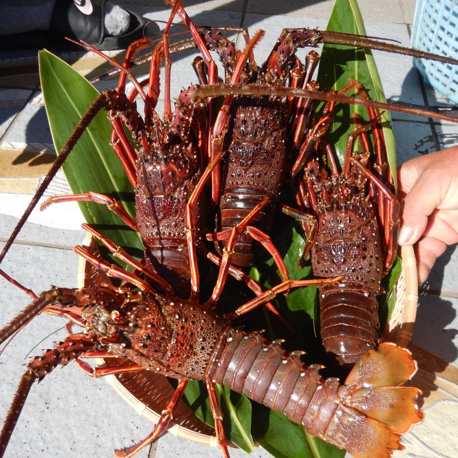 活伊勢エビ約2キロ(匹数2～4匹)