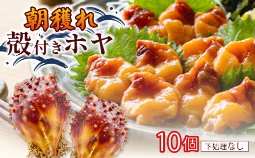 大船渡産 冷蔵 活ホヤ 10個 [下処理なし] 産地直送 殻付き 被災 火災 震災 大船渡市