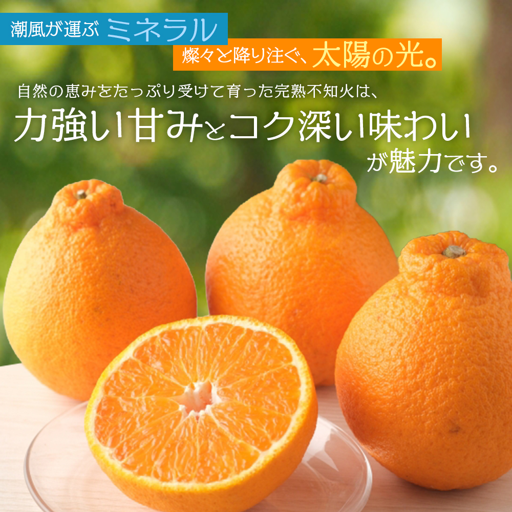 【数量限定】仲森農園の完熟不知火 5kg 【2026年2月～4月頃で順次発送】 みかん ミカン 蜜柑 柑橘 しらぬい 不知火 フルーツ 果物 くだもの 旬 甘い 産地直送 期間限定 三重県 熊野市 【