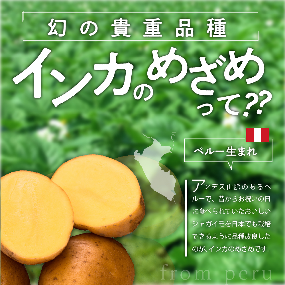 【先行受付】北海道十勝芽室町 貴重品種 インカのめざめ 5kg meb002-007-26 / 【2026年9月下旬より配送予定】じゃがいも 野菜 先行受付 芋 ジャガイモ インカ 産地直送 数量限定
