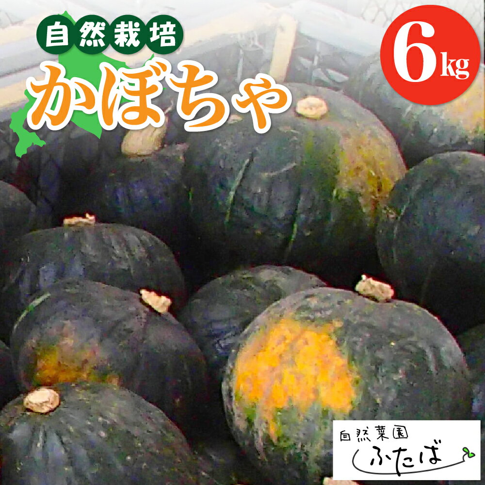 【ふるさと納税】 北海道産 かぼちゃ 6kg | 南瓜 自然栽培 自然農法 秋 旬 産地直送 安心安全 お取り寄せ 野菜 常温 国産 北海道 十勝 芽室町 自然菜園ふたば
