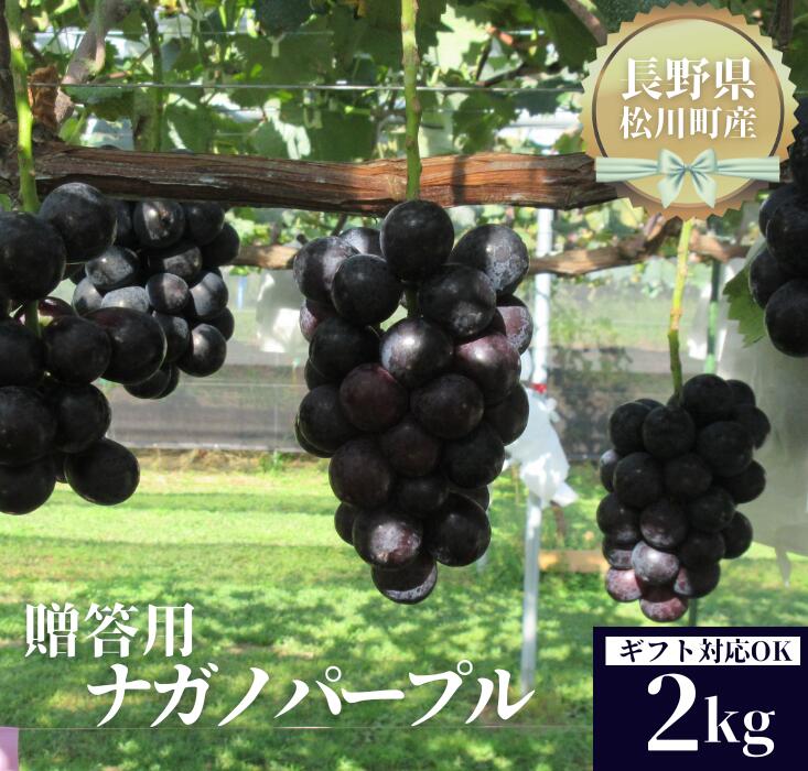 【ふるさと納税】＊2025先行予約＊ ナガノパープル 約2kg／2025年9月上旬頃発送予定 長野県松川町産 贈答 ギフト 稀少 高級ぶどう 2キロ 2キロ Tk07 TK03