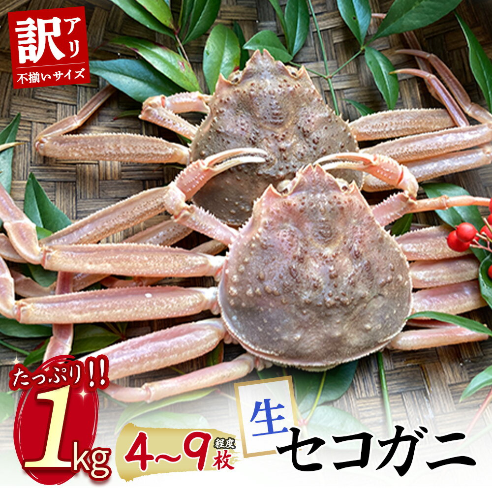 【ふるさと納税】今だけ限定価格！【11月より値上げ】【魚倉】（生）不揃いサイズ 訳ありたっぷり1kgセット セコガニ 親ガニ せいこがに ズワイガニ カニ爪 わけあり 冷蔵 かにしゃぶ ずわいがに 鮮度抜群 国産 高級 足かけ 限定価格 限定寄付額 値上対象 鳥取県 倉吉市