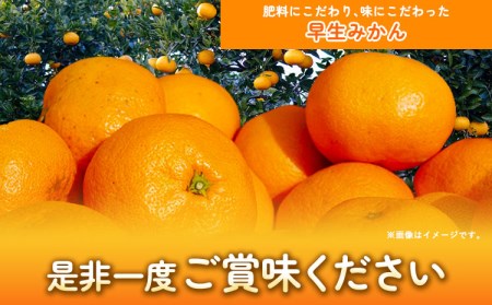 早生みかん5kg(2S～Lサイズ) どの坂果樹園《12月上旬-1月末頃出荷》 和歌山県 日高川町 みかん 早生