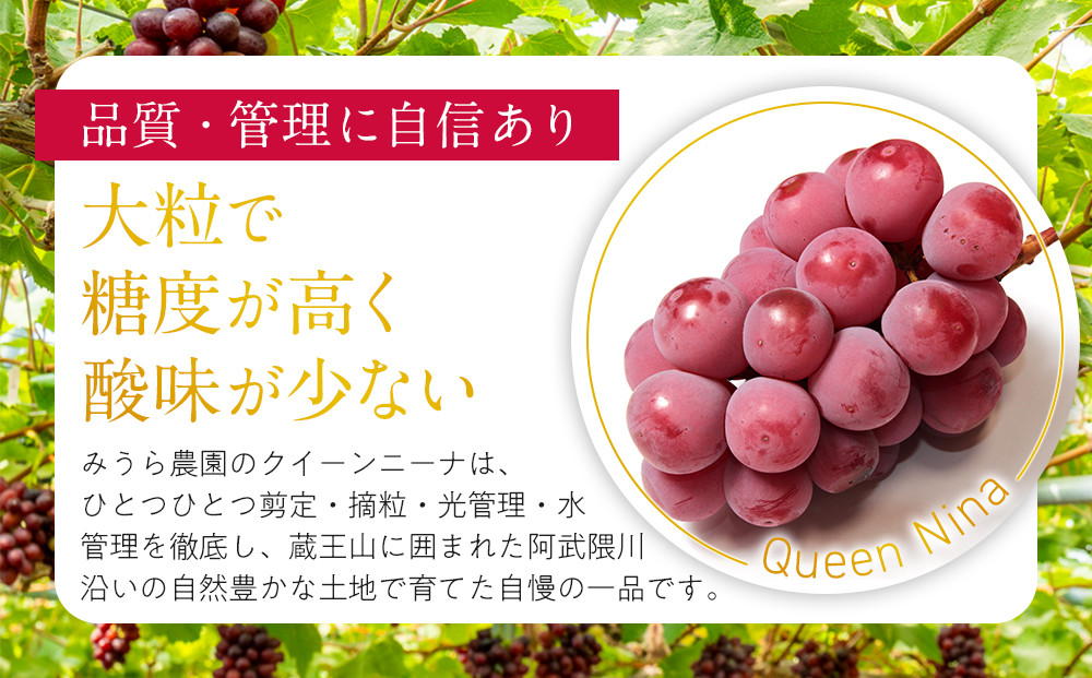 【先行予約】角田市産ぶどう【クイーンニーナ】1房（約500g）【2026年9月末より順次発送】