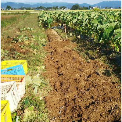 ふるさと納税 川西町 【2024年10月下旬発送開始】農家直送　土付き里芋(大和早生)3kg |  | 01