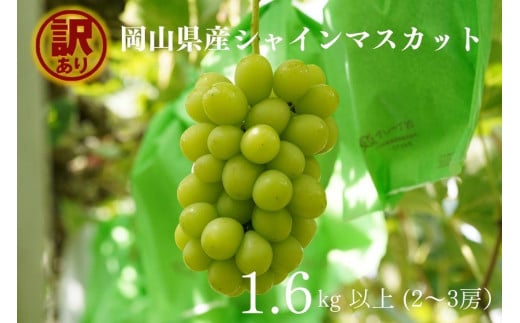 訳あり シャインマスカット 2～3房 合計1.6kg以上 産地直送 朝採れ ぶどう 葡萄 シャイン マスカット 岡山 Kawahara Green Farm　岡山県産 2025