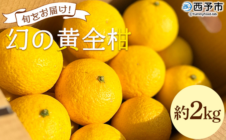 
＜旬をお届け！幻の黄金柑 約2kg＞ みかん ミカン 蜜柑 果物 柑橘類 果実 オレンジ フルーツ おうごんかん 黄蜜柑 25個前後 特産品 国産 明浜産 二ノ宮商事株式会社 愛媛県 西予市【常温】
