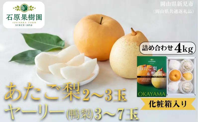 詰め合わせ 4kg 贈答 化粧箱 赤秀 あたご梨2～3玉・鴨梨3～7玉 【先行予約 2026年11月中旬から順次発送】