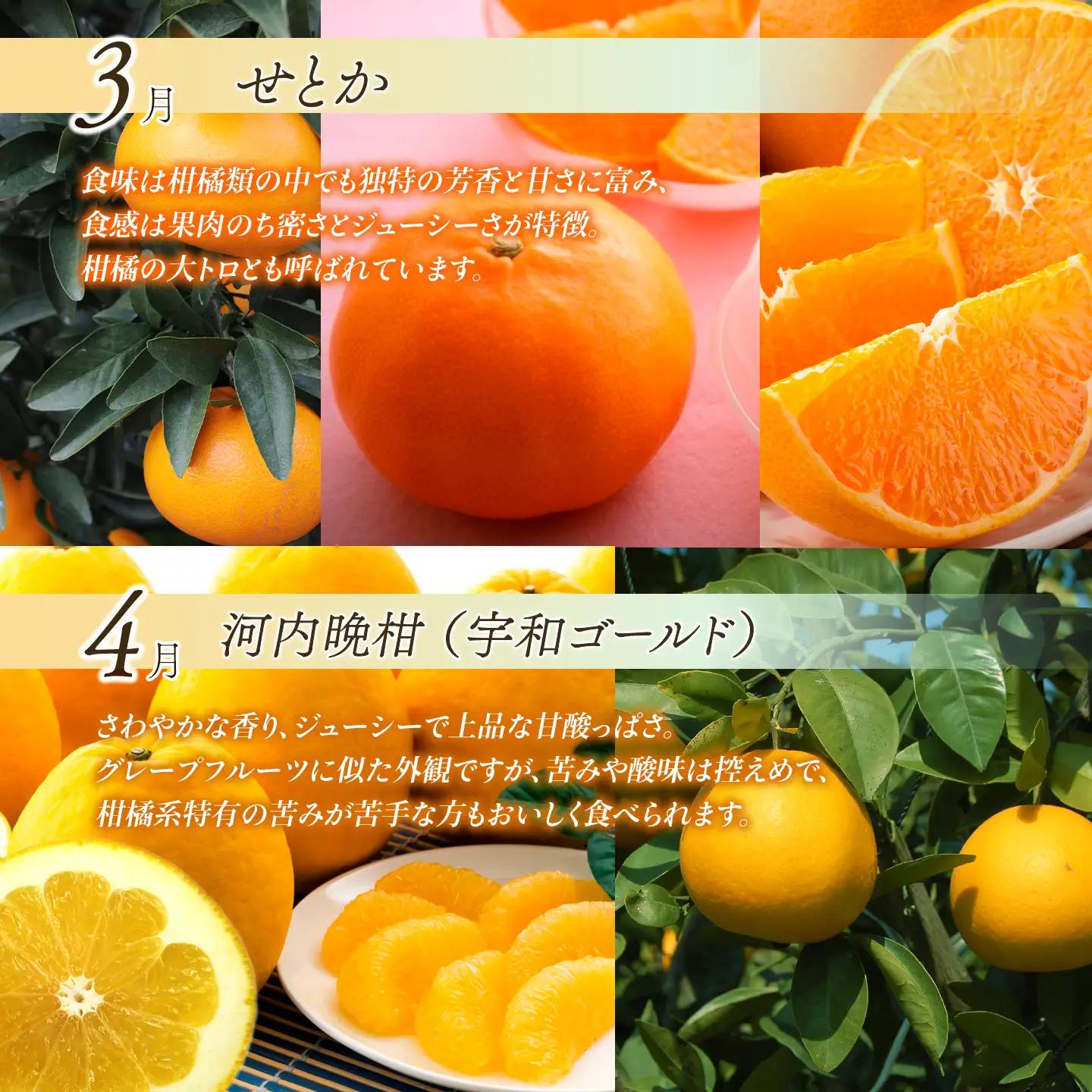 【先行予約】えひめ かんきつ定期便（全6回・11月～発送）【紅まどんな せとかなど】 