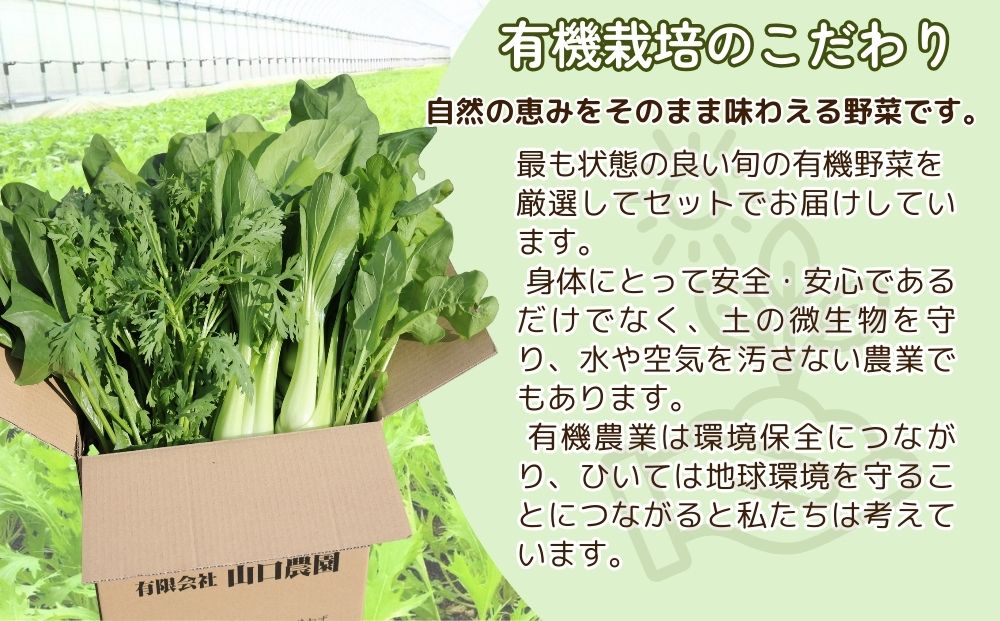 （チルド）山口農園 有機野菜 おまかせセット ＋ カレー２
