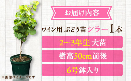 ワイン用ブドウ苗(シラー シラーズ)6号鉢入り 2~3年生 大苗 樹高50cm前後 苗 苗木 BHCQ008