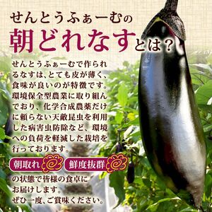 【ふるなびWEEK対象】朝採れナス 約1.5kg 高知県安芸市｜ナス