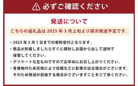  熊本県産 苺 旬の品種 （2種） 約1.5キロ 前後 いちご イチゴ フルーツ 果物 【2025年3月上旬発送開始】