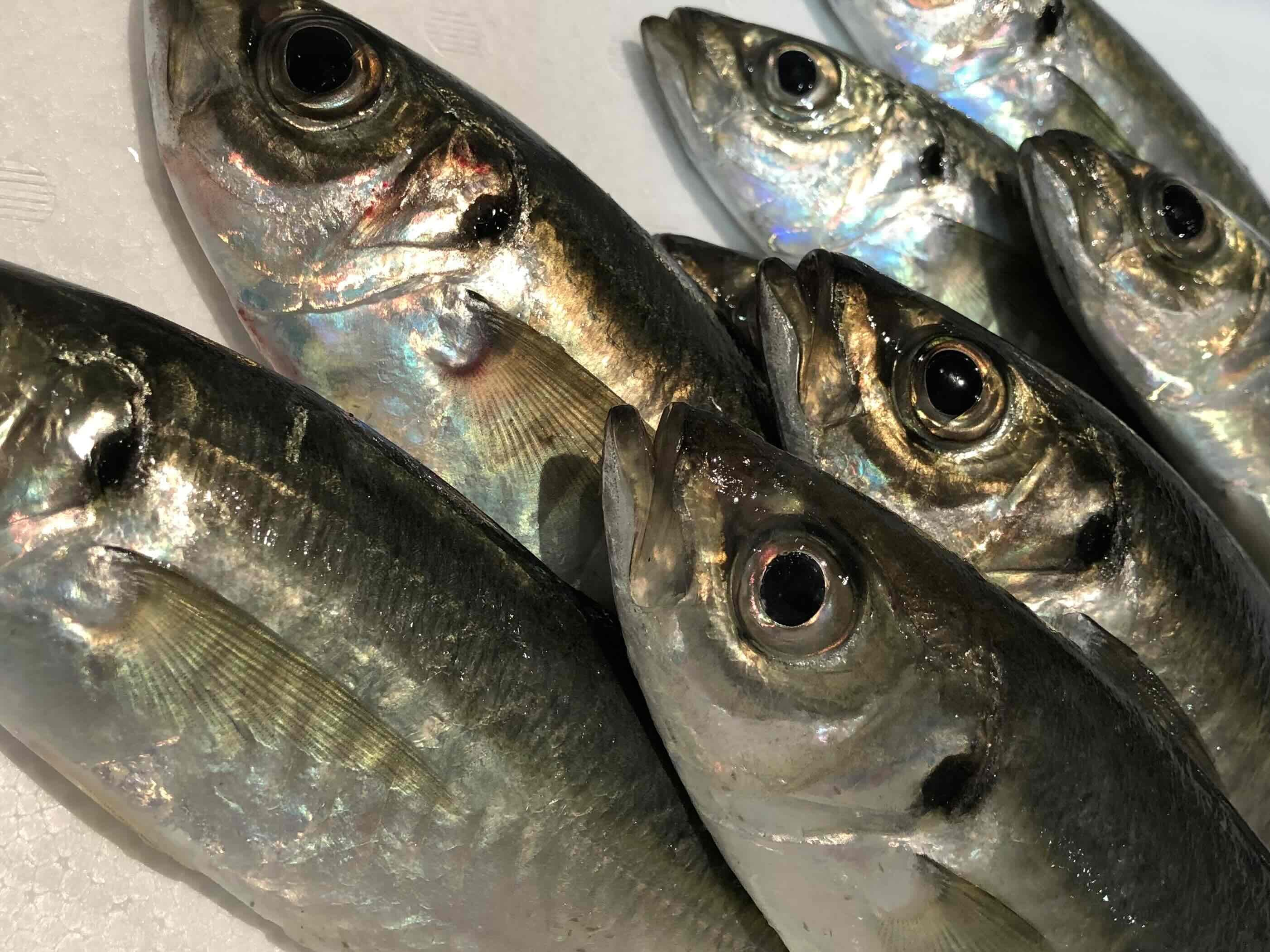 
                  竹中水産の一本釣り真鯵!1.5キロ前後＜D22-239＞【1073400】 YWTM057
                