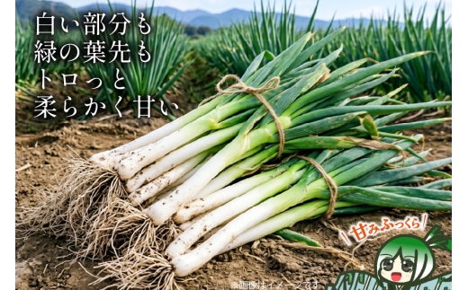ねぎ 訳あり 越津ねぎ 約3kg 根付き 土付き [江南北ファーム 愛知県 江南市ko23btu430003] 野菜 ネギ トロっと すきやき 長ねぎ 白ねぎ 越津ネギ 産地直送 3kg 農家直送