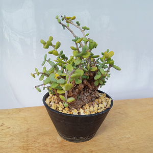 ケラリア・ピグマエア (発根管理済) A008｜観葉植物 コーデックス 盆栽 鉢植え インテリア ハコネコ [0661]