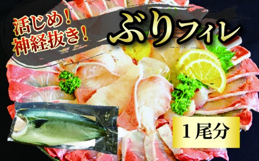 活じめ！神経抜き！ぶりフィレ1尾分 | 鮮魚 刺身 お刺身 お刺し身 ぶり 魚介 海の幸 冷蔵 ブリ 鰤 ぶり 愛媛県 松山市