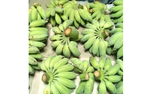ムッチリ食感！沖縄県産アップルバナナ 2kg バナナ フルーツ 果物 無農薬 banana 沖縄市 / タカエス フルーツ＆ベジタブル [BCBH001]