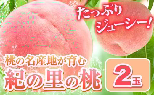 桃 もも 和歌山県産 2玉 《2026年6月中旬-8月中旬頃出荷》 紀の里の桃 送料無料 旬の桃を厳選 モモ 果物 フルーツ お取り寄せ 和歌山 2026年先行予約 送料無料  白鳳 日川白鳳  なつっこ 清水白桃 川中島白桃  八旗白桃 ギフト 果物 くだもの フルーツ お取り寄せ