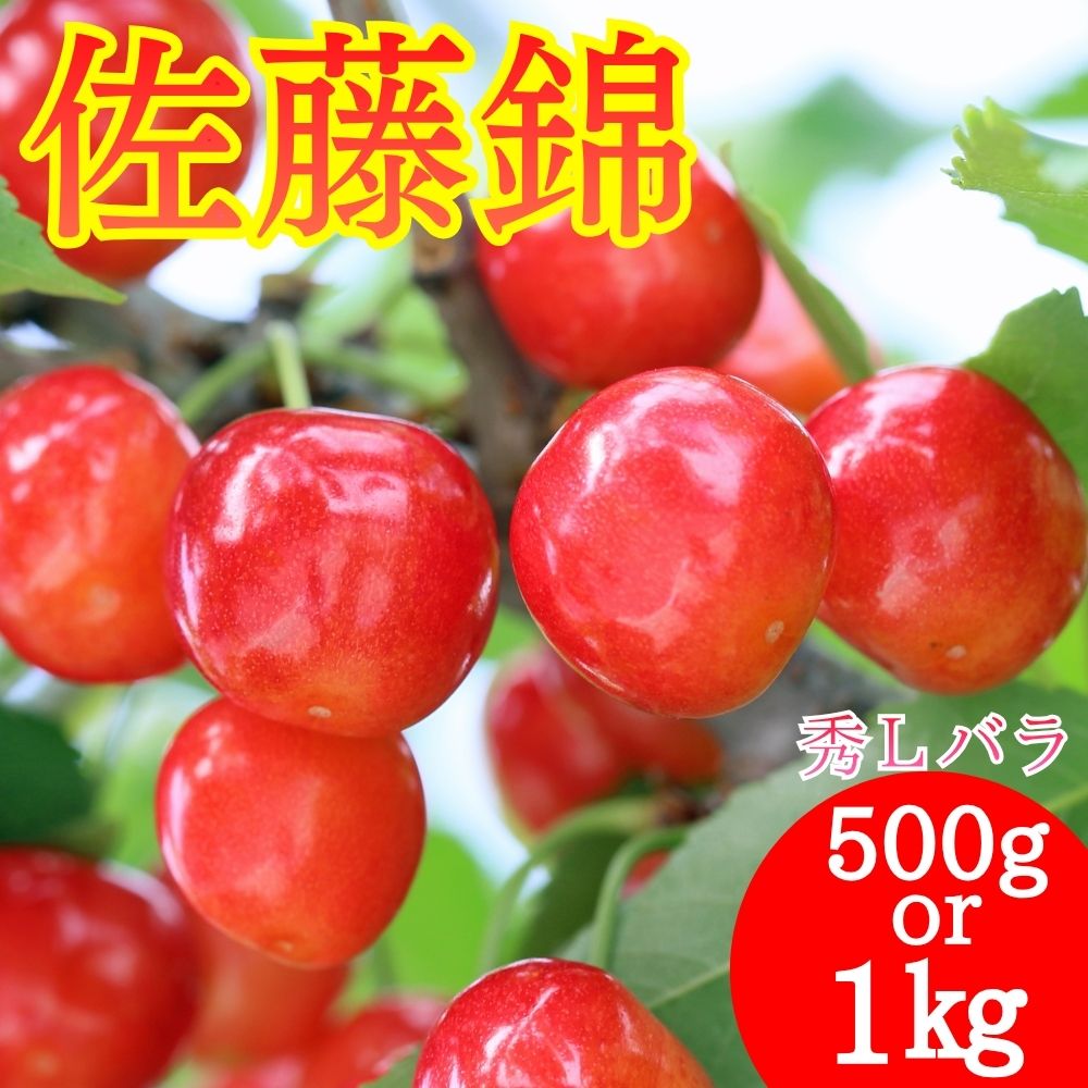 【ふるさと納税】 さくらんぼ 佐藤錦 秀品 L 選べる 500g 1kg 山形県 朝日町産 農産物 フルーツ 山形産 バラ詰め サクランボ 高級 果物 初夏 送料無料