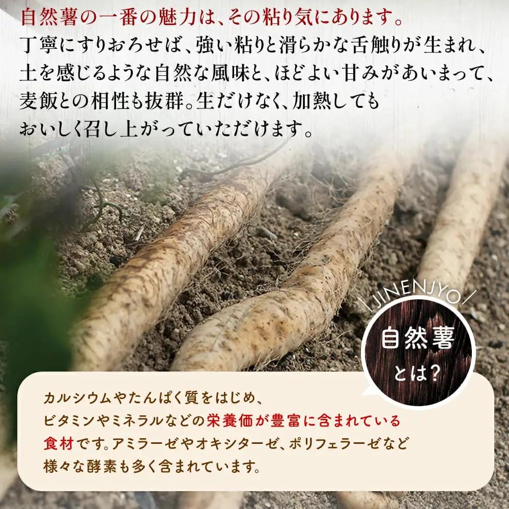 【7日以内発送】 自然薯 300g とろろ じねんじょ 【自然薯】 尾白弁当