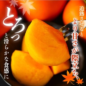 【先行予約】種無し柿 刀根早生柿 秀品大玉 約1.8kg（6個） 2026年9月末頃～10月末頃に順次発送予定（お届け日指定不可）/ 柿 かき 種無し 秀品 大玉 フルーツ 果物 くだもの【kiy00