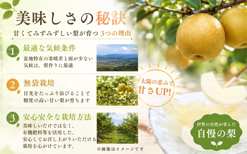白鳳梨（豊水）3L  14玉 ※お届けは9月上旬から9月中旬頃の予定です【hkns0001】