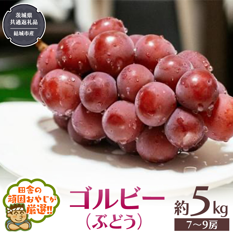 ゴルビー （ ぶどう ） 約5キロ（7～9房）【2026年9月から発送開始】 （茨城県共通返礼品 [ぶどう]：結城市産） ぶどう ゴルビー 果物 フルーツ 季節 旬 [BI390-NT]