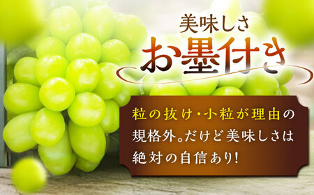 【全3回定期便】【2025年先行予約】【数量限定】【自宅用】毎月ぶどうをお届け！イチオシ3品種 各2房 島根県雲南市/ギアファーム[AIAB011]