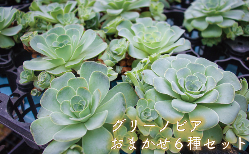 
多肉植物 グリーノビア 6種 おまかせセット (多肉植物 観葉植物 グリーノビア おまかせセット )
