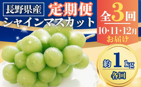 【2026年先行予約】【定期便3回】シャインマスカット約1kg×3回(2026年10月/11月/12月発送)|シャインマスカット